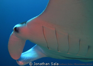 Manta at German Channel, Rep of Palau, Micronesia by Jonathan Sala 